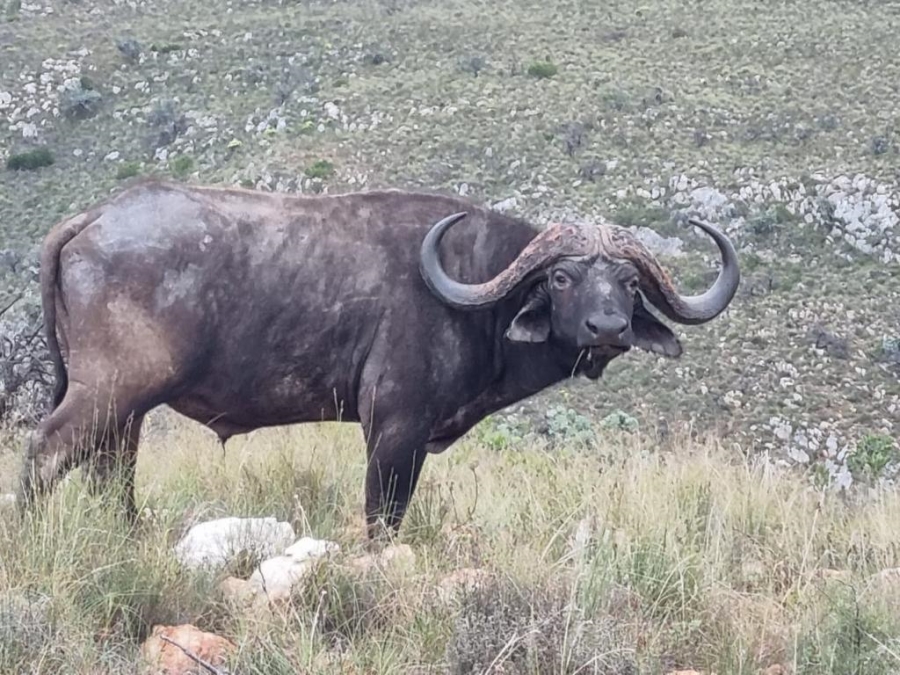 Commercial Property for Sale in Mossel Bay Rural Western Cape
